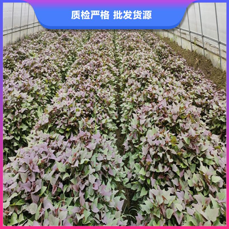 【紫薯苗】羽衣甘蓝粉好货直销