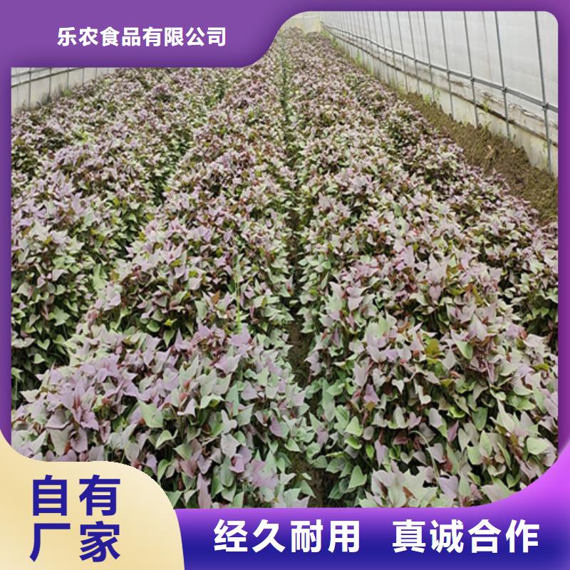 紫薯苗,羽衣甘蓝粉讲信誉保质量