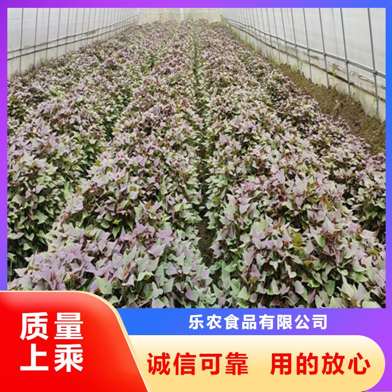 紫薯苗紫薯雪花片做工精细