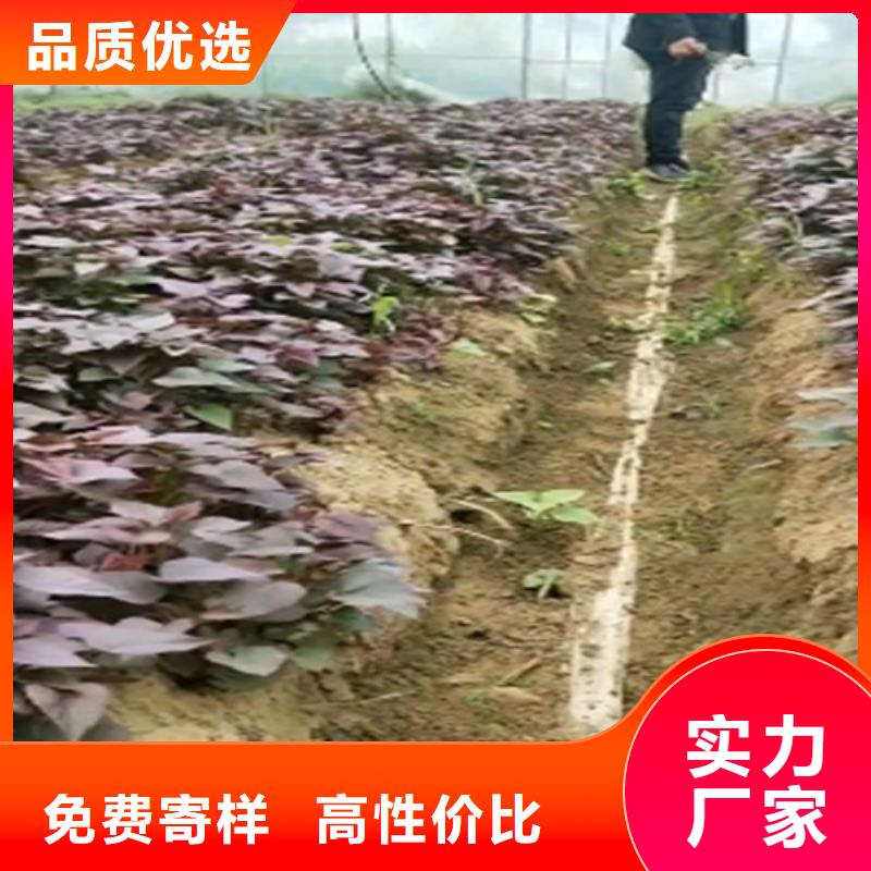 【紫薯苗,南瓜丁用心制造】