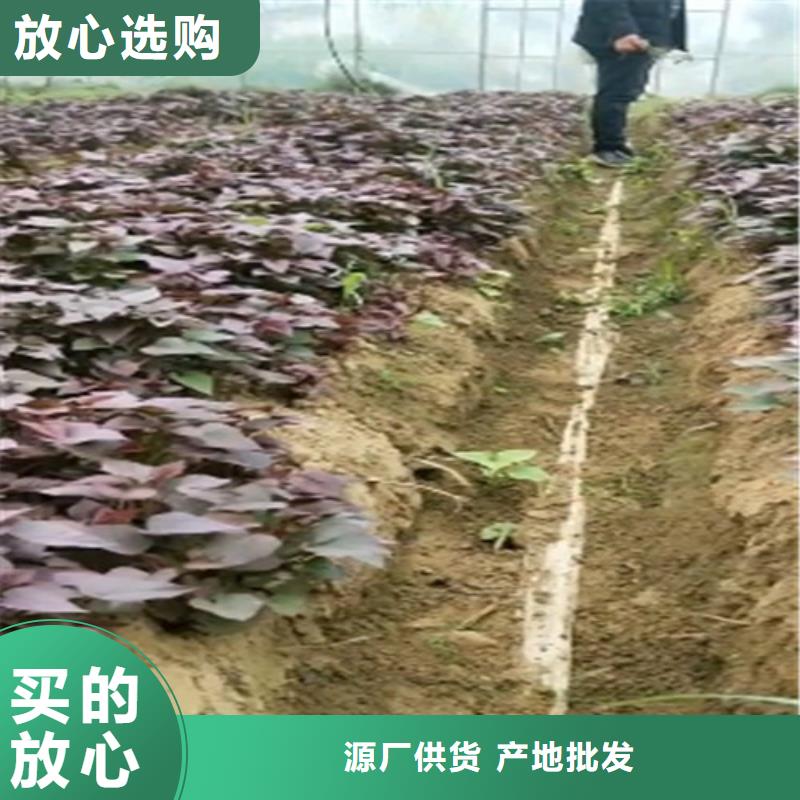 紫薯苗,紫薯粉供您所需