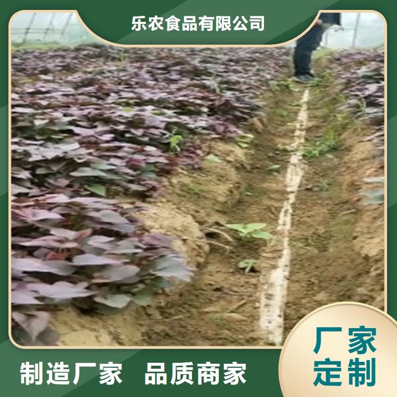 紫薯苗_羽衣甘蓝粉有实力有经验