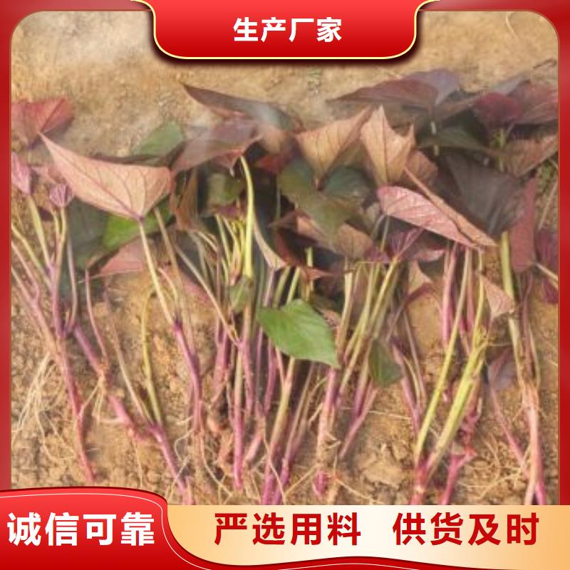 紫薯苗胡萝卜粉厂家拥有先进的设备