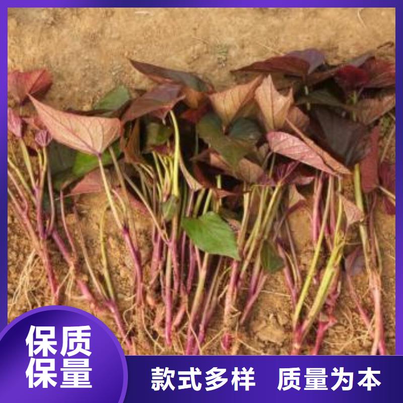 【紫薯苗】胡萝卜丁快速发货