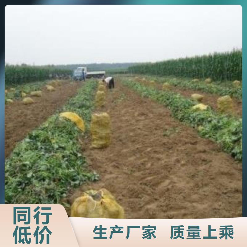 紫薯苗羽衣甘蓝粉源头采购