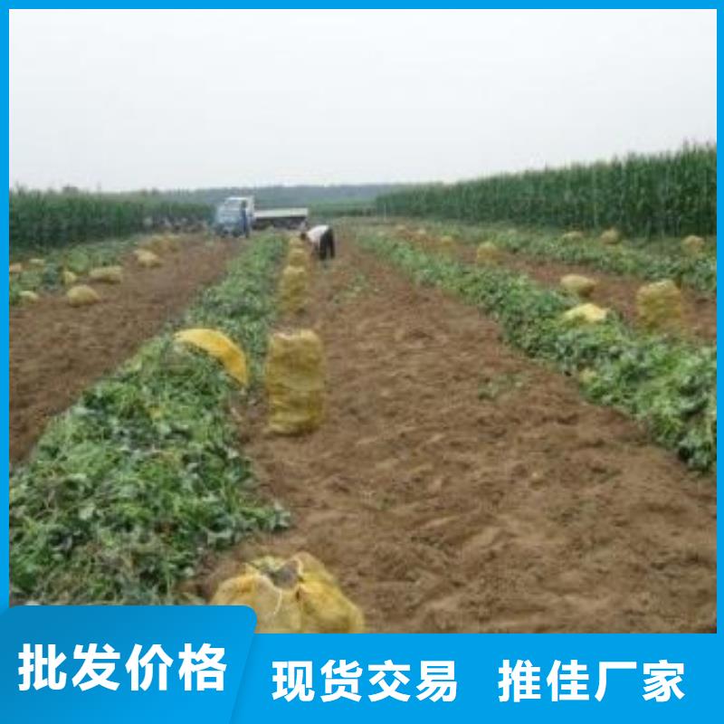 紫薯苗南瓜丁24小时下单发货