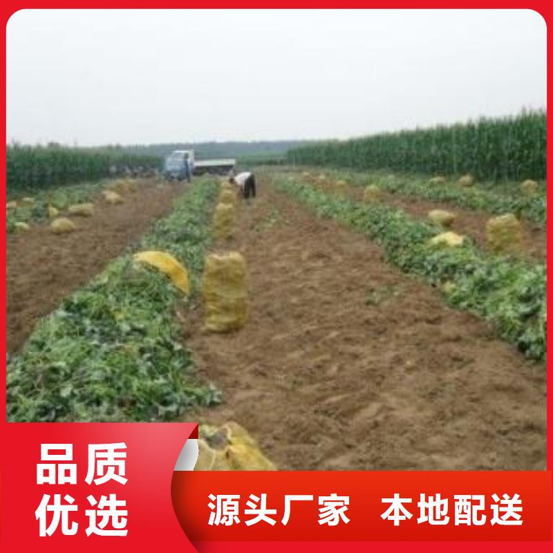 【紫薯苗_羽衣甘蓝粉货源直销】