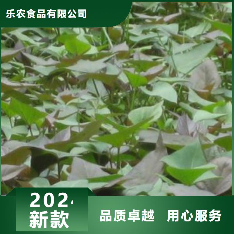 紫薯苗羽衣甘蓝粉源头采购