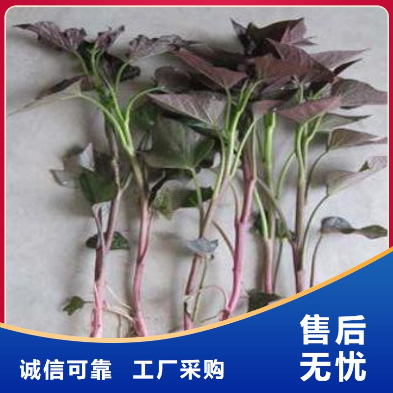 【紫薯苗南瓜粉厂家精品优选】