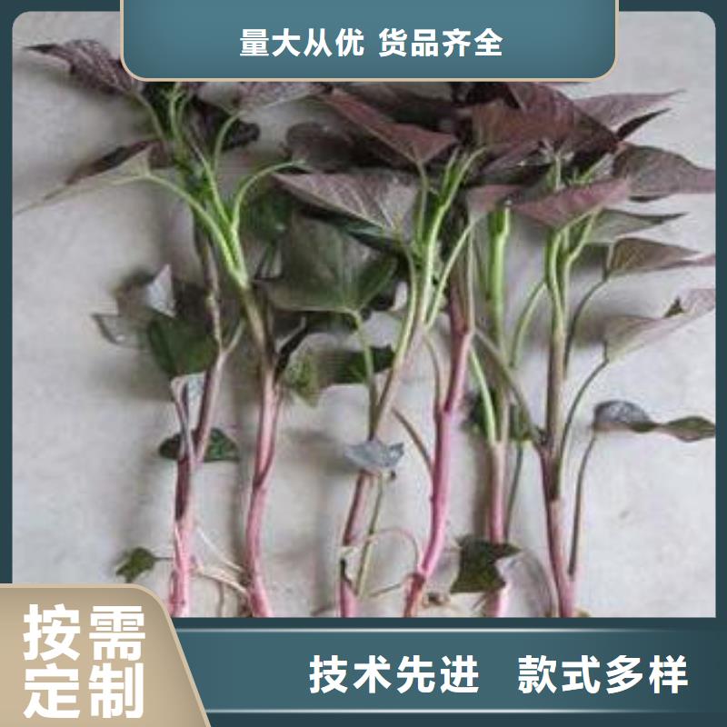 紫薯苗紫薯雪花片做工精细
