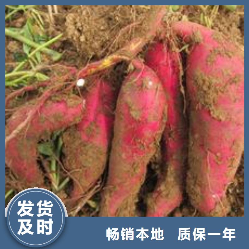 紫薯苗【南瓜丁】厂家实力大