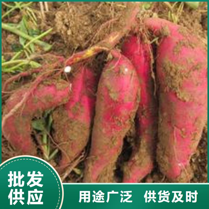 紫薯苗羽衣甘蓝粉源头采购