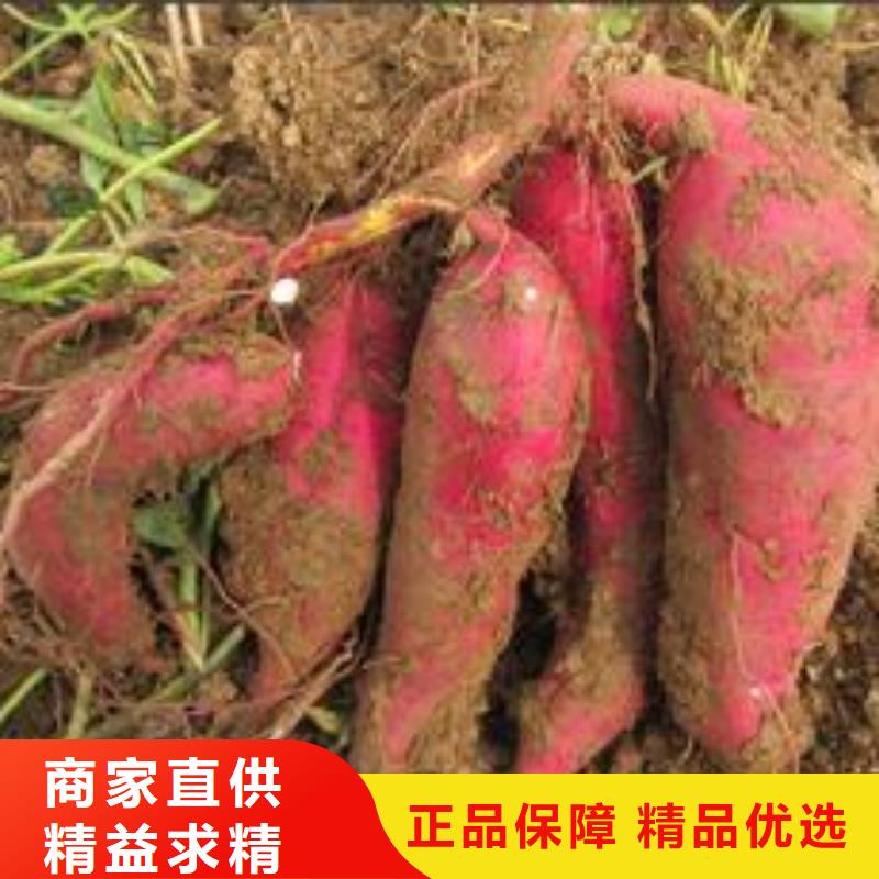 紫薯苗羽衣甘蓝粉源头采购