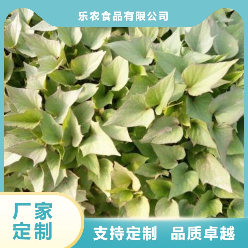 紫薯苗羽衣甘蓝粉源头采购