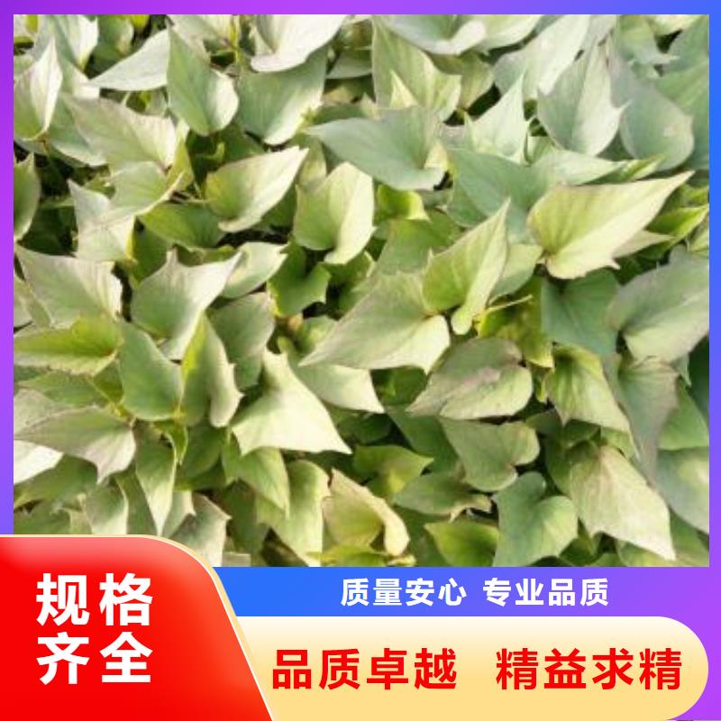 紫薯苗羽衣甘蓝粉源头采购
