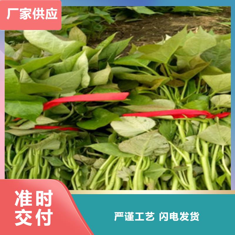 紫薯苗羽衣甘蓝粉源头采购