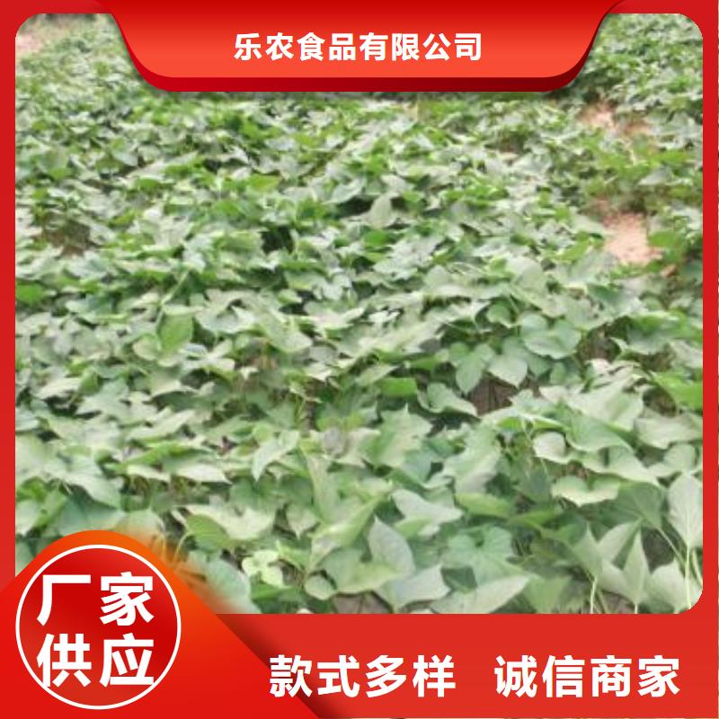 紫薯苗羽衣甘蓝粉实力商家供货稳定