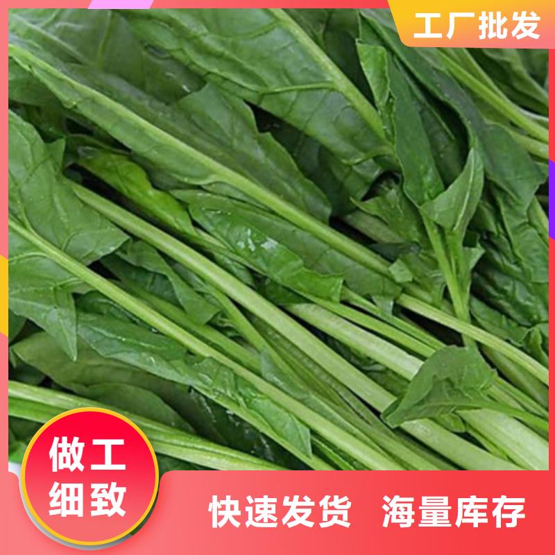 专业销售绿色菠菜粉-好评