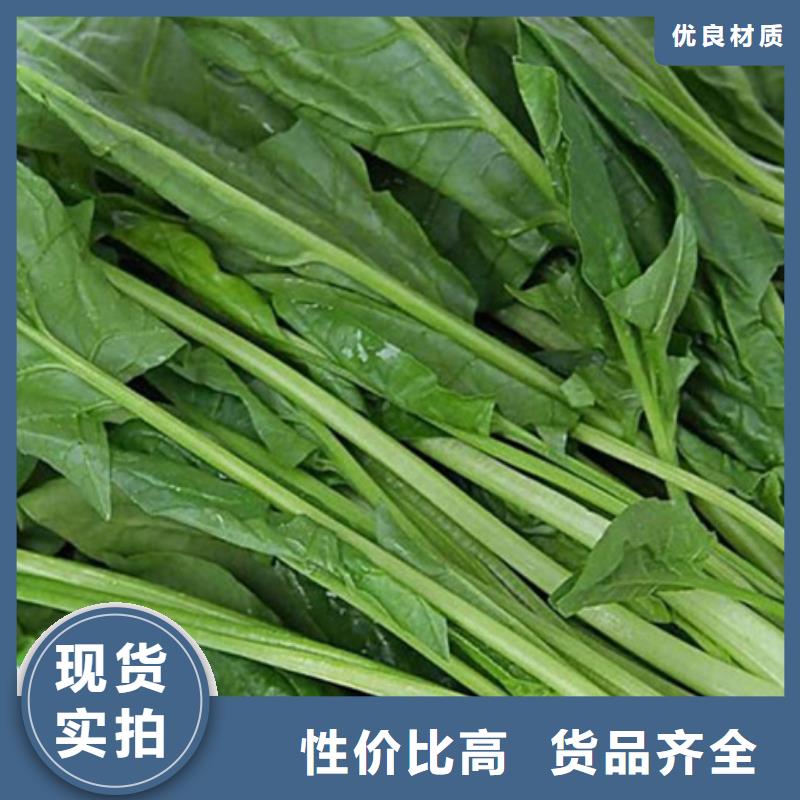 菠菜粉生产基地