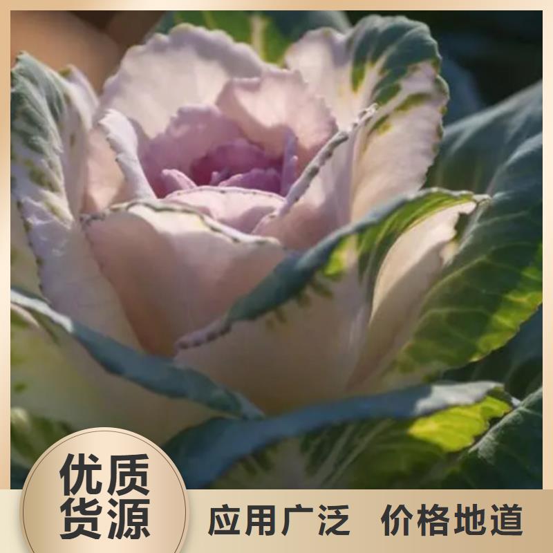 脱水蔬菜粉规格