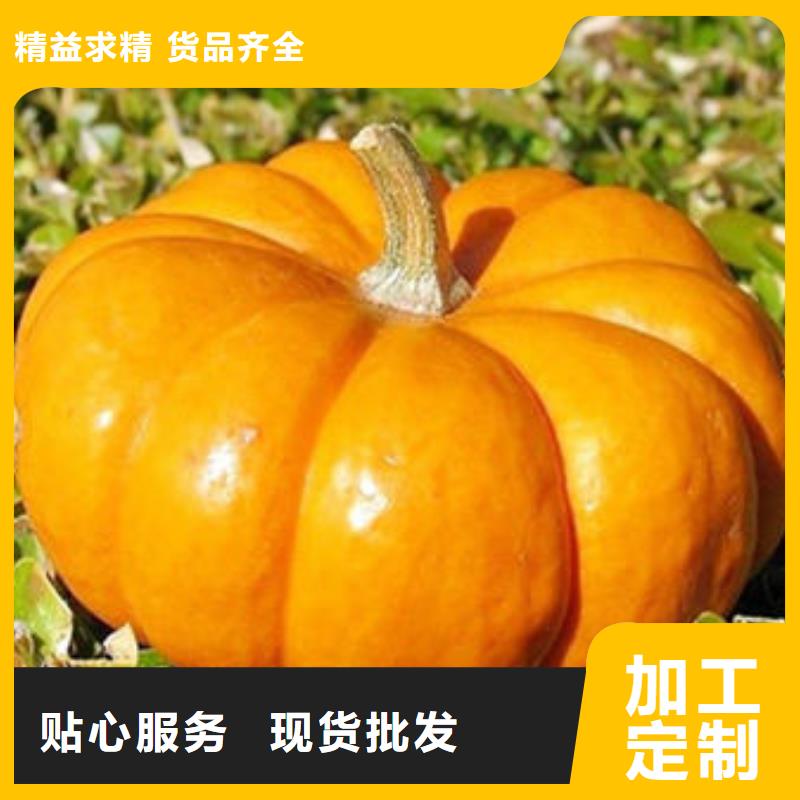南瓜丁灵芝孢子粉定制批发