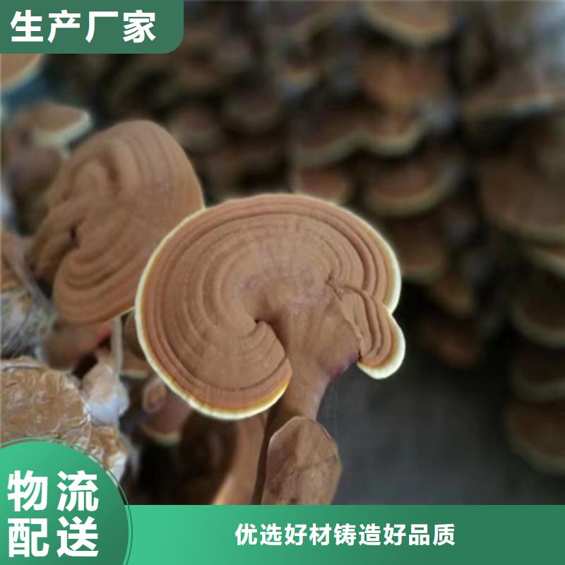 灵芝孢子粉支持定制