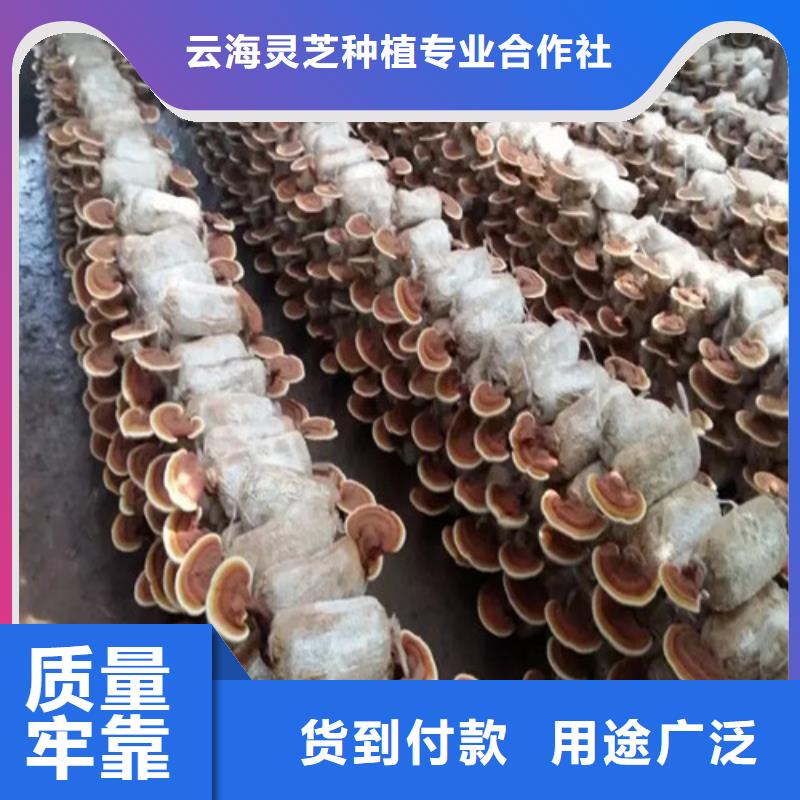 灵芝孢子粉【灵芝切片】专业生产品质保证