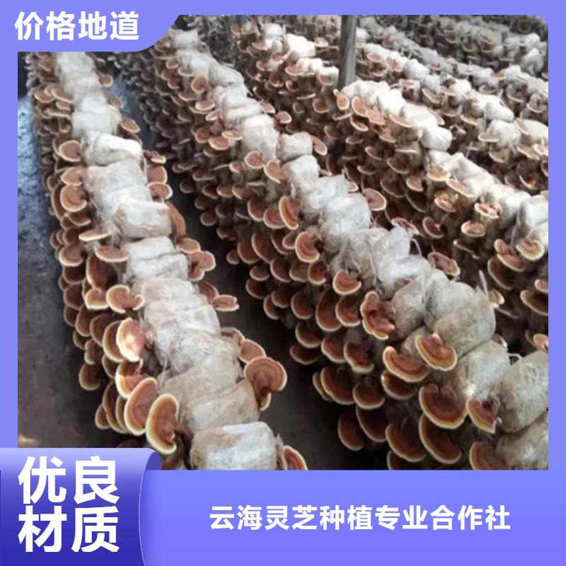 灵芝孢子粉拒绝中间商