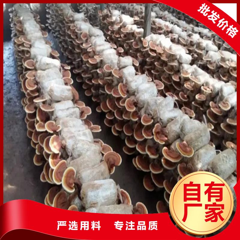 灵芝孢子粉,【灵芝破壁孢子粉】严格把控质量