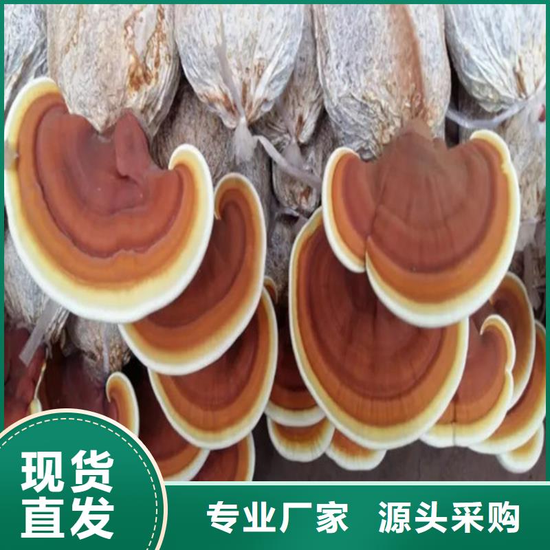 灵芝孢子粉灵芝破壁孢子粉值得买