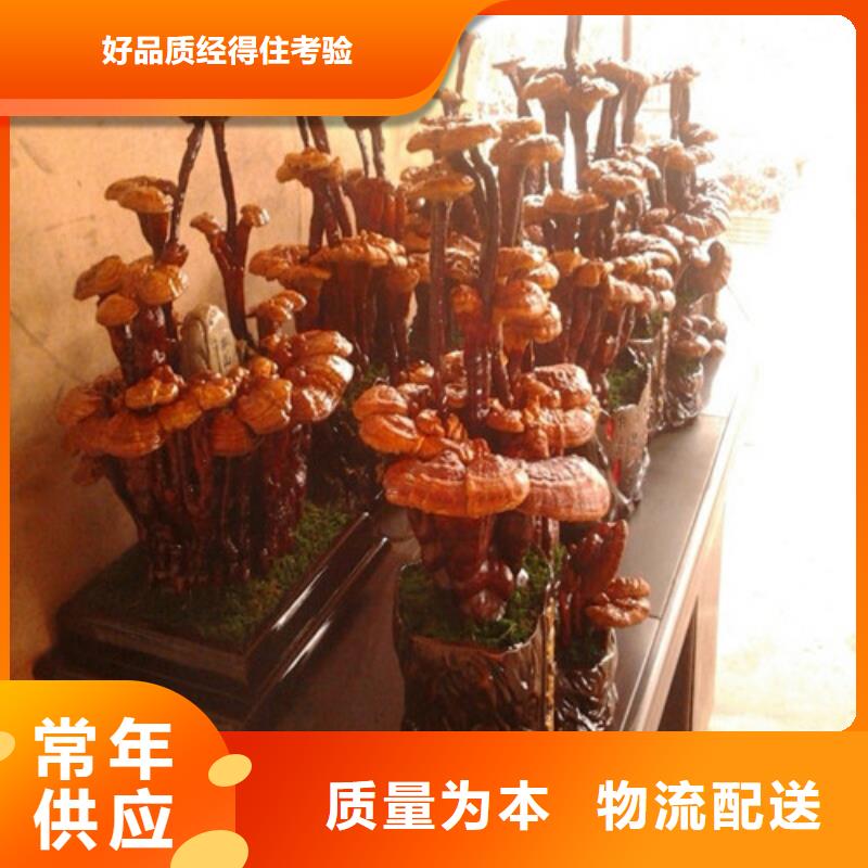 灵芝孢子粉拒绝中间商