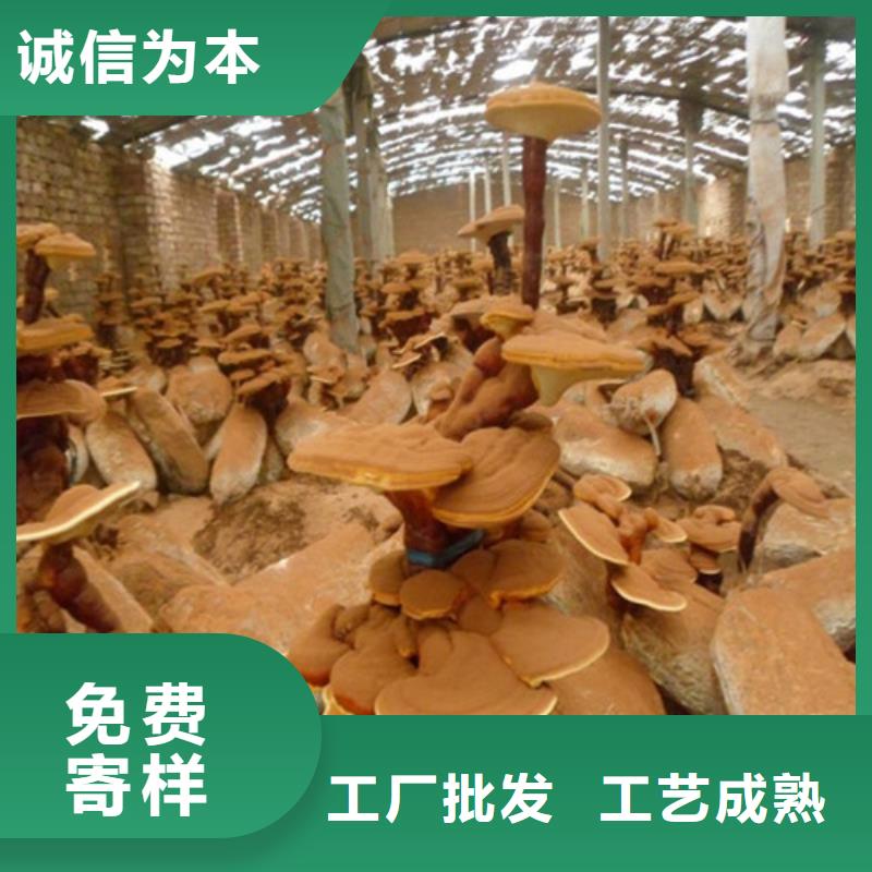 灵芝孢子粉灵芝破壁孢子粉值得买