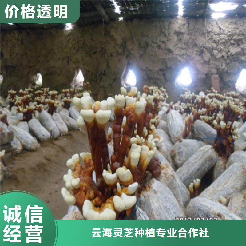 灵芝孢子粉,【灵芝破壁孢子粉】严格把控质量