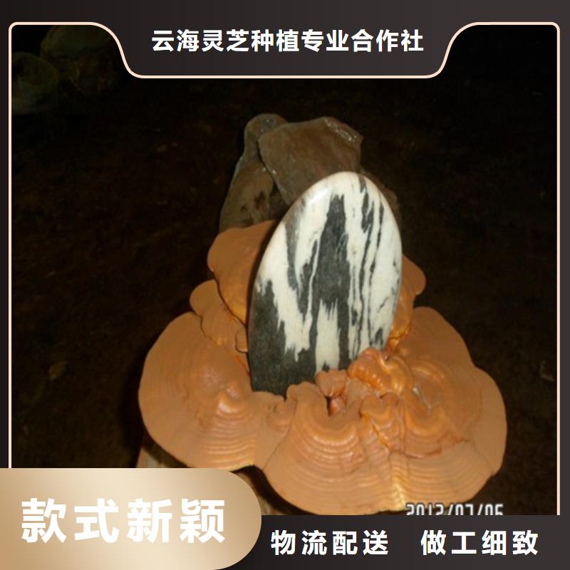 灵芝孢子粉灵芝产品细节