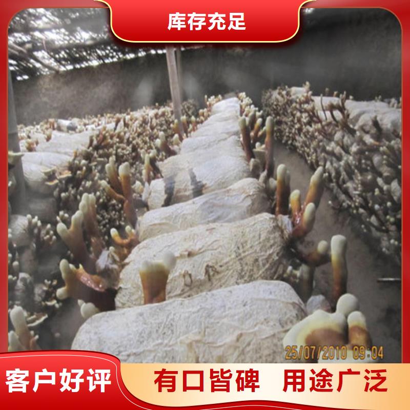 【灵芝孢子粉实力商家】