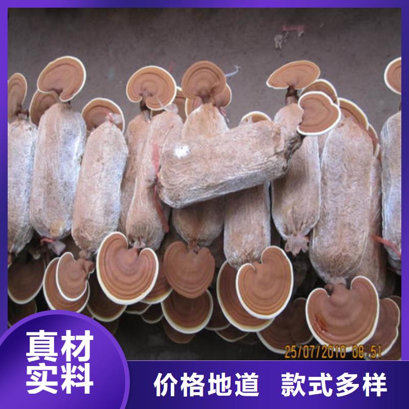 【灵芝孢子粉厂家直销大量现货】