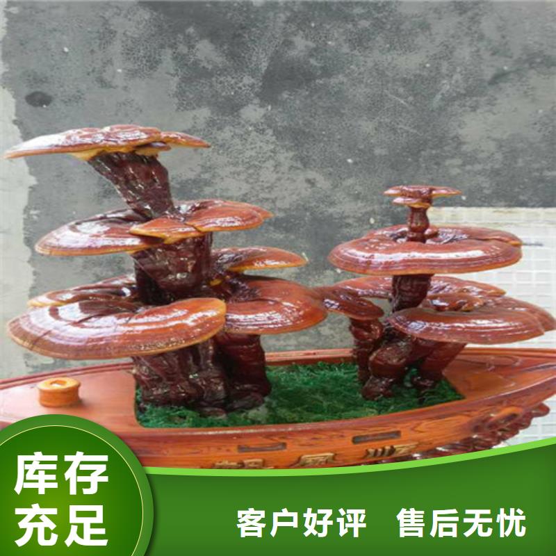 【灵芝孢子粉厂家直销大量现货】