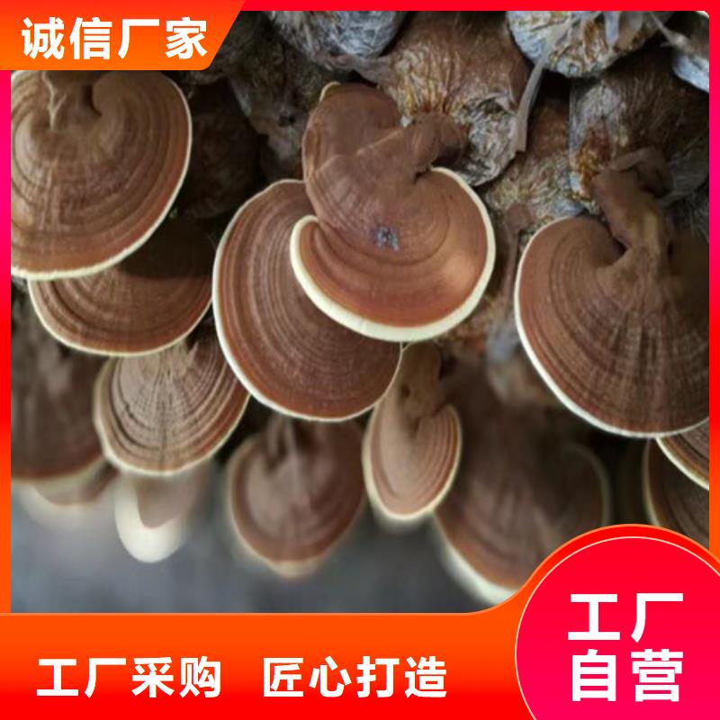 灵芝孢子粉灵芝破壁孢子粉颜色尺寸款式定制