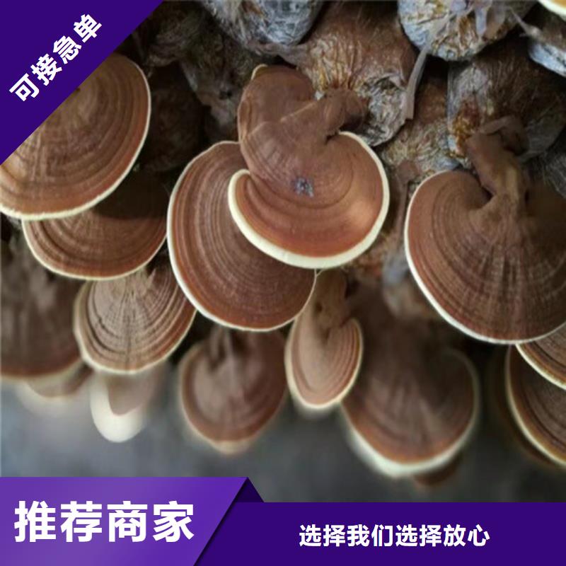 灵芝孢子粉灵芝破壁孢子粉值得买