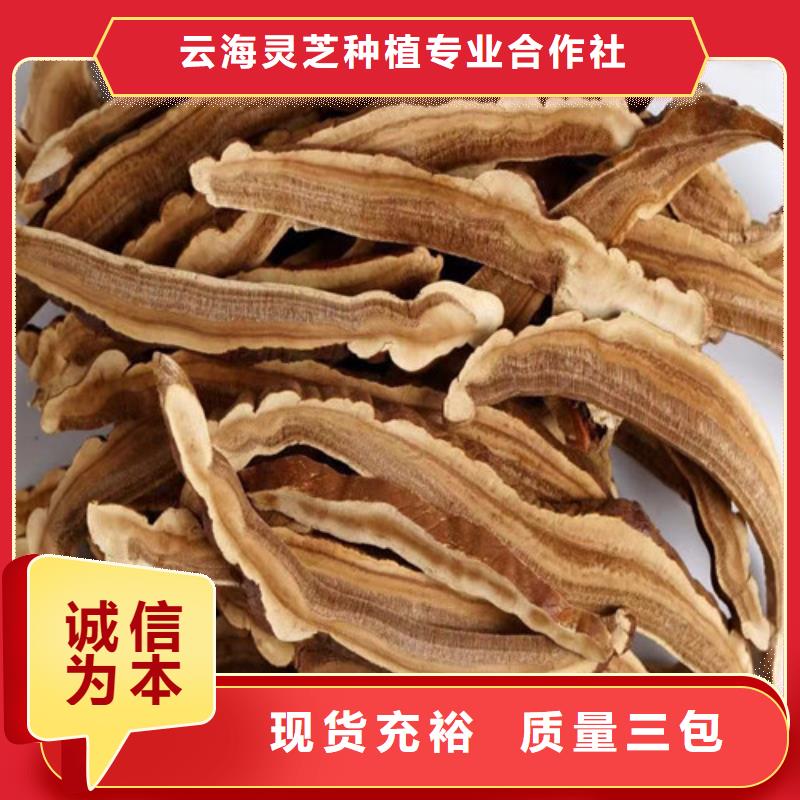灵芝孢子粉免费回电