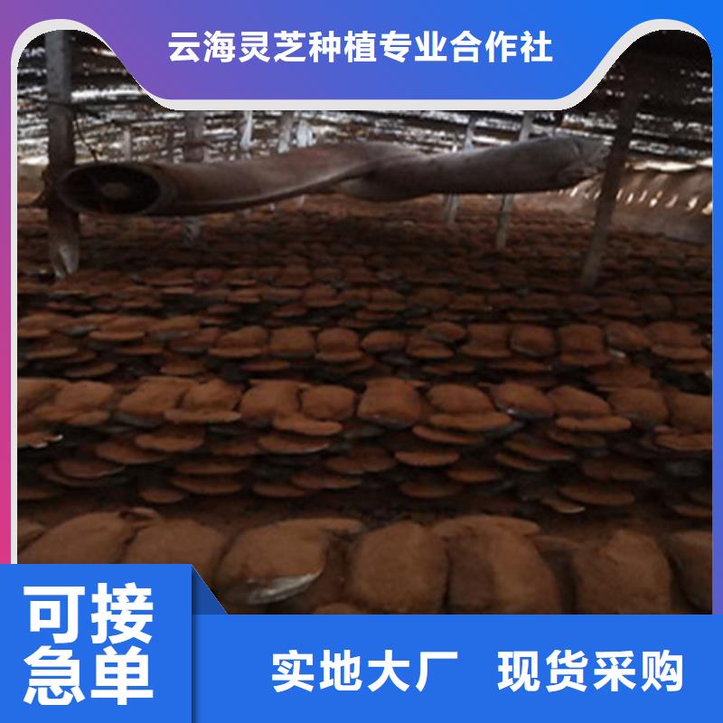 灵芝孢子粉免费回电