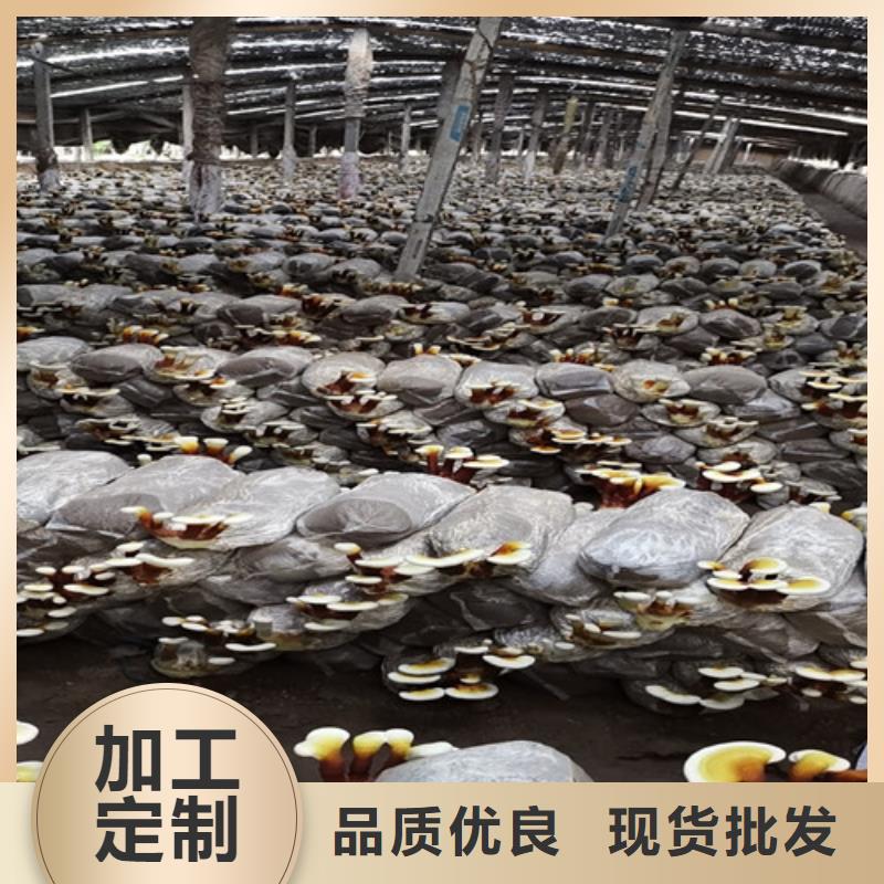灵芝孢子粉免费回电