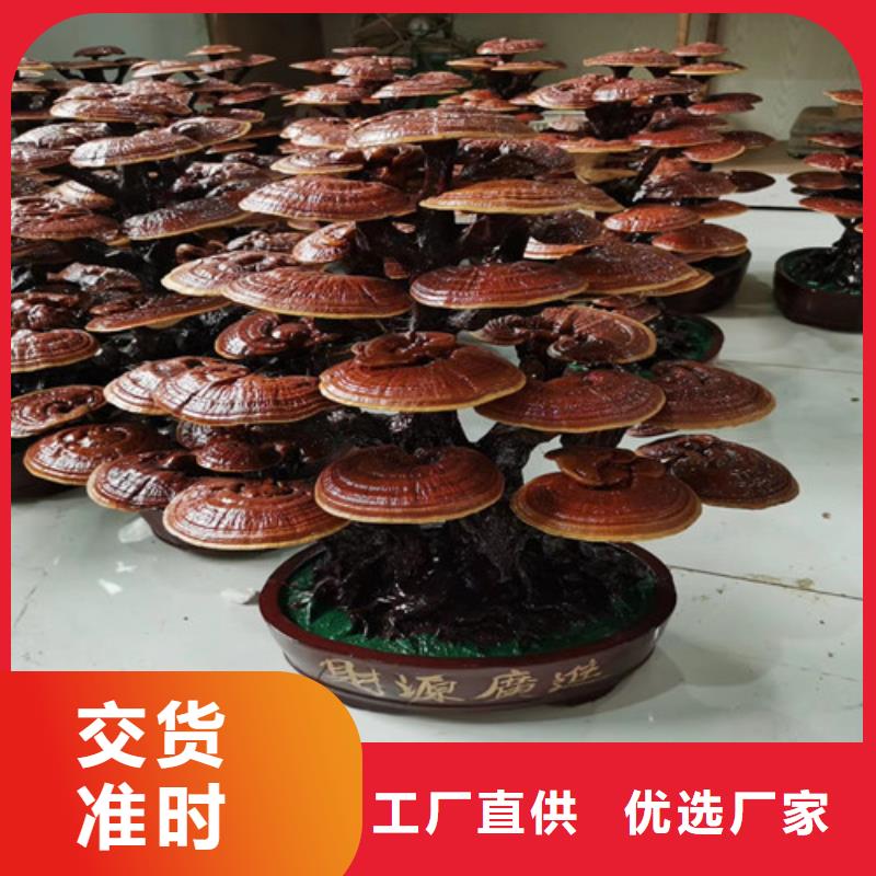 【灵芝孢子粉厂家直销大量现货】