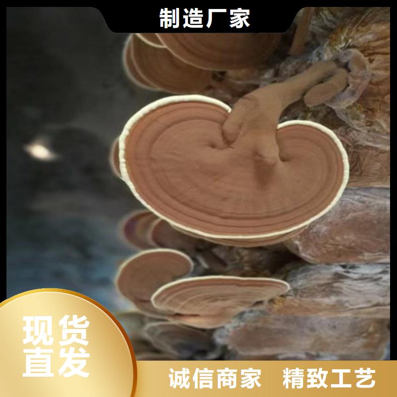 【灵芝孢子粉实力商家】
