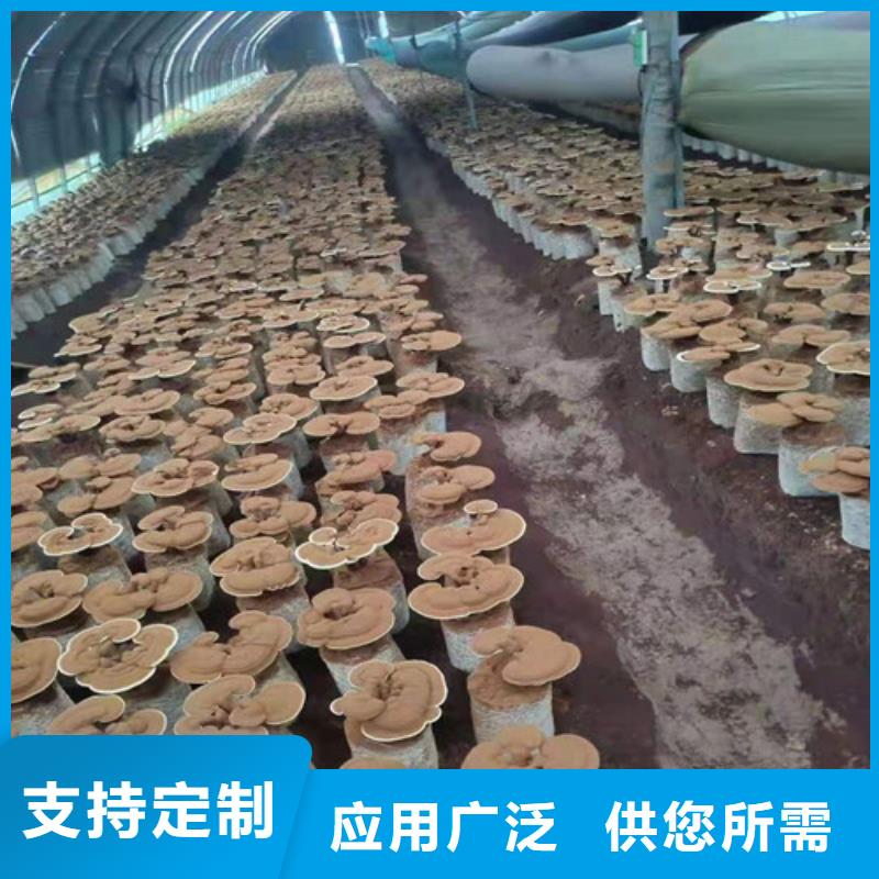 灵芝孢子粉支持定制