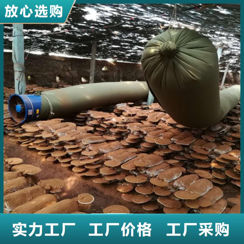 灵芝孢子粉,【灵芝破壁孢子粉】严格把控质量