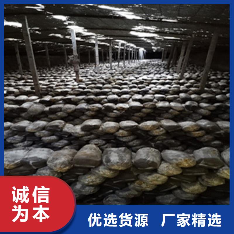 灵芝孢子粉免费回电