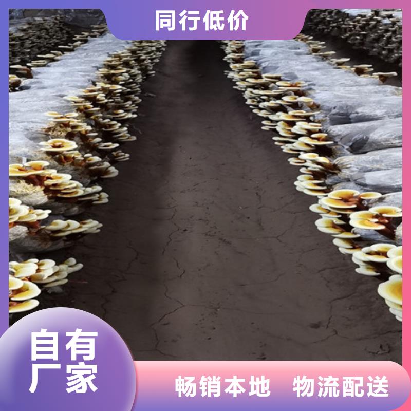 灵芝孢子粉灵芝破壁孢子粉值得买