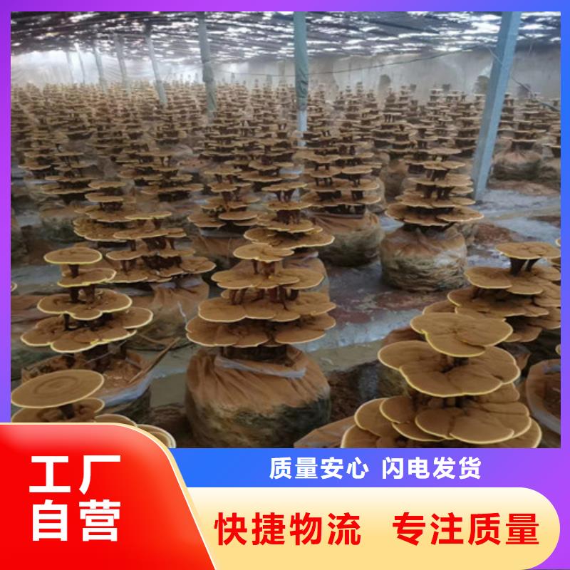 灵芝孢子粉,【灵芝破壁孢子粉】严格把控质量