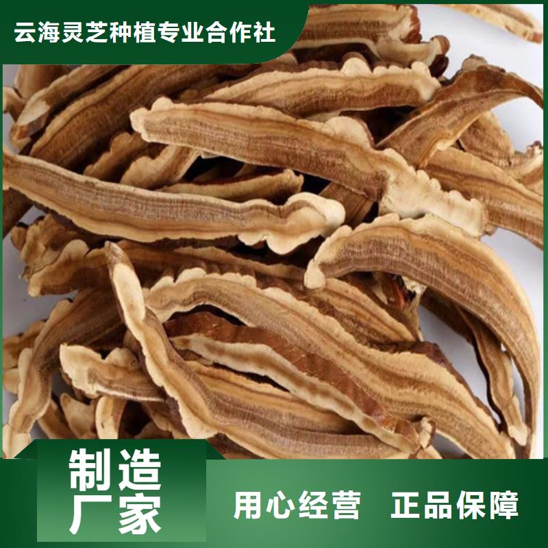 灵芝孢子粉【灵芝切片】专业生产品质保证